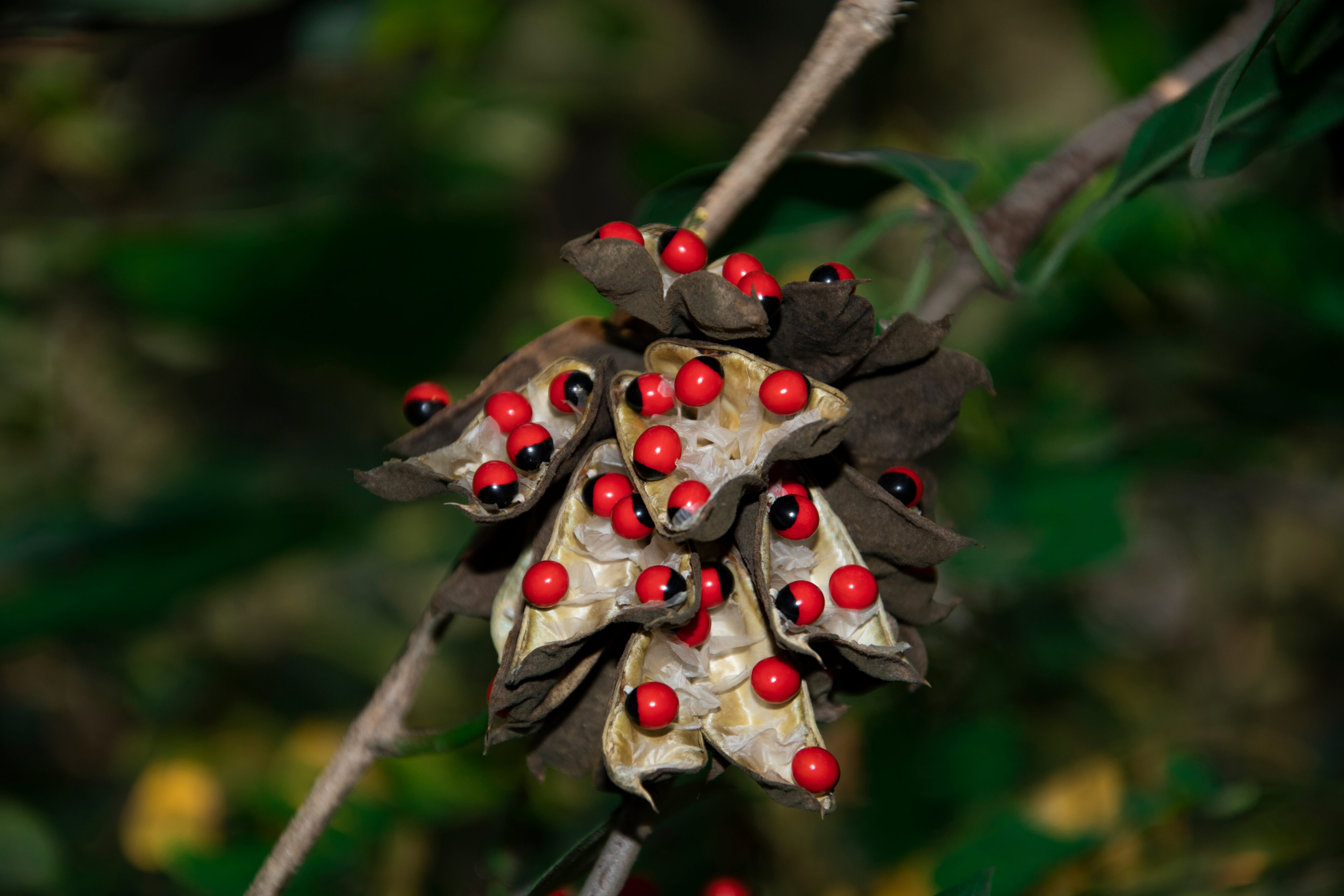 Rosary Pea Abrus Precatorius Lizard Island Resort